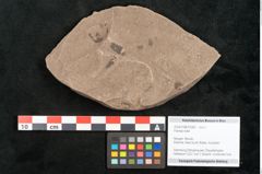 Foto (Objekt + Etikett) von Plantae indet.  (NHMW-GEO-2024-0188-10389)